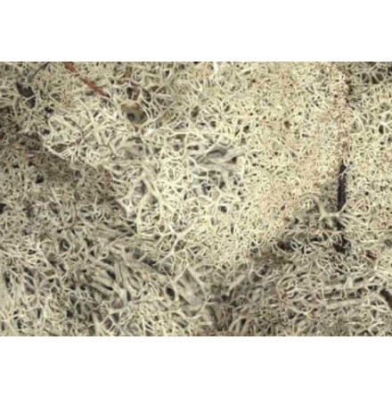 Lichen, Stone Grey 35g bag